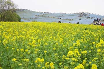 【茨城の自然&グルメを満喫!/横浜・たまプラ発】ひたち海浜公園「530万本のネモフィラの丘」&約26万本のチューリップや菜の花もお楽しみ!グルメな日帰り2食付き10,990円!3